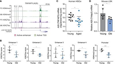 TNFAIP3 Plays a Role in Aging of the Hematopoietic System